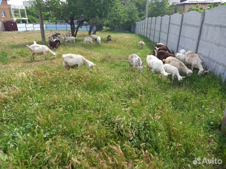 Продается молодая коза. Козлята