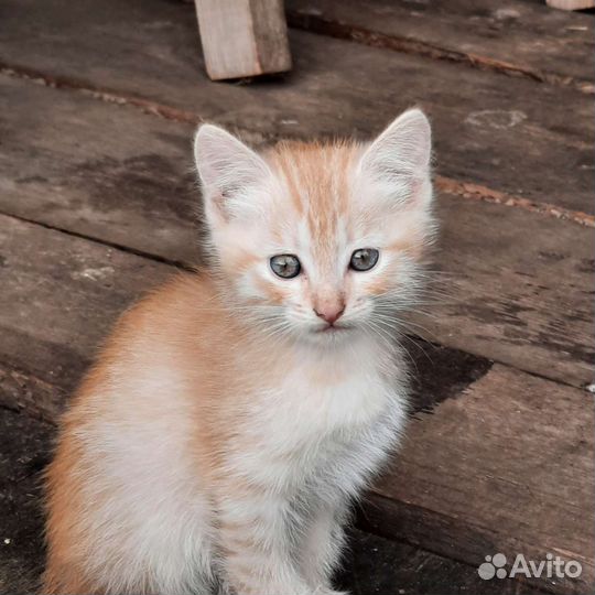 Котята в дар