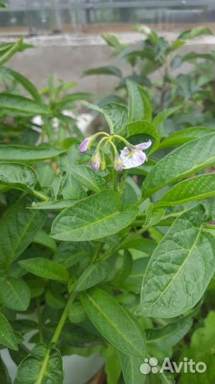 Пепино или дынная груша(черенков мало )