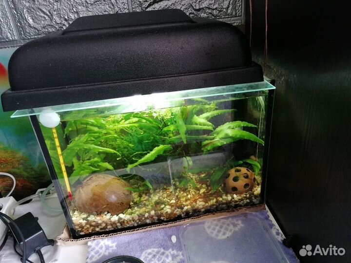 Аквариум 10л в комплекте с креветками