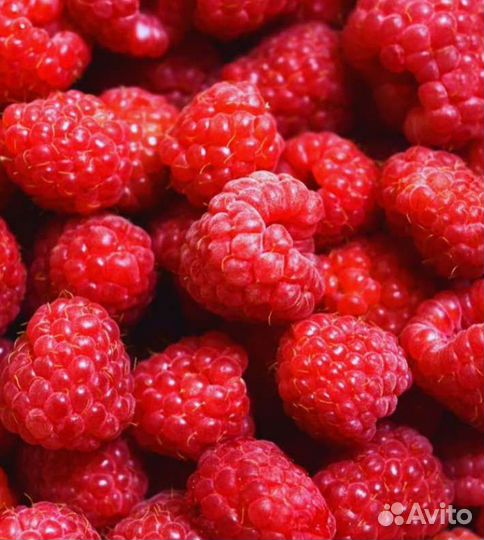 Продажа малина ягода
