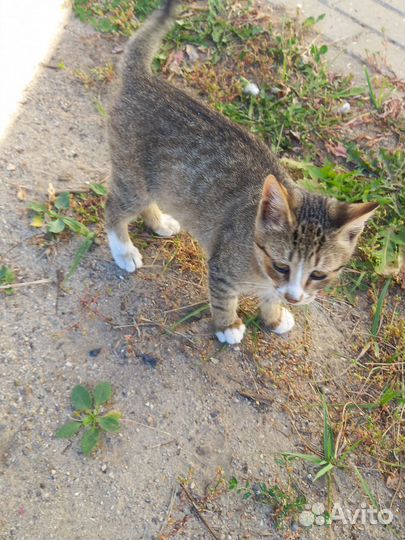 Котята мальчики в добрые руки