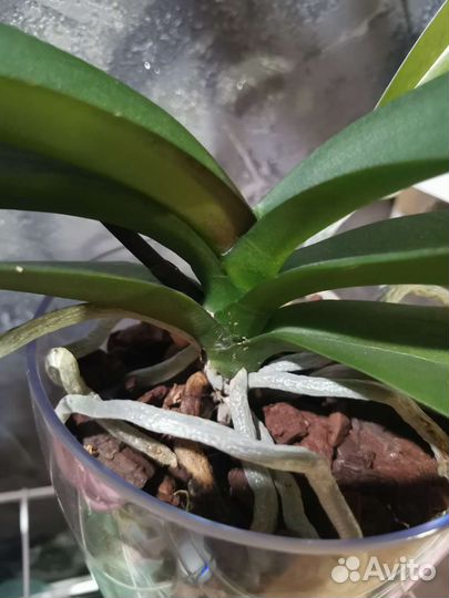 Орхидея фаленопсис Вероника мутант