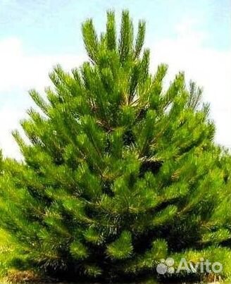 Сосна саженцы (новогодняя)