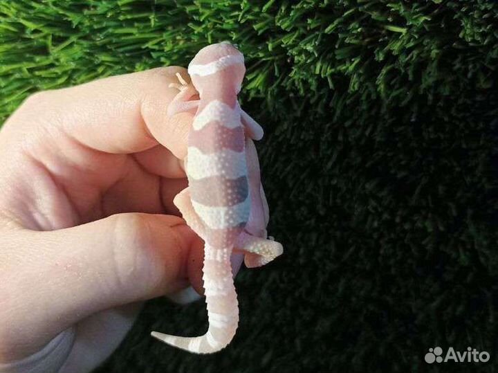 Эублефары малыши