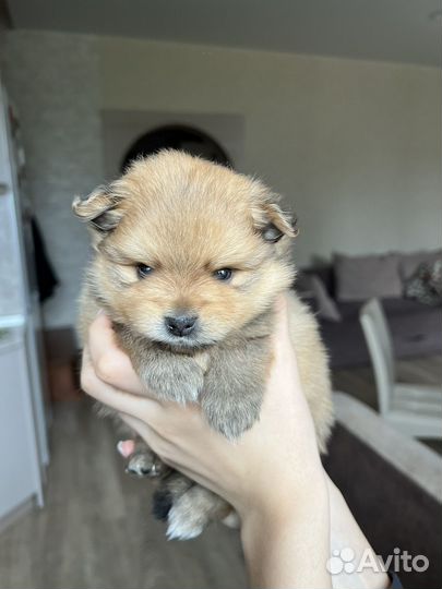 Щенки шпица