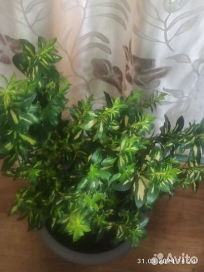 Фикус бересклет