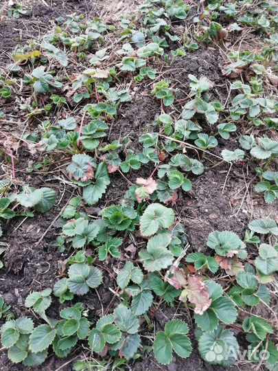 Рассада клубники купчиха