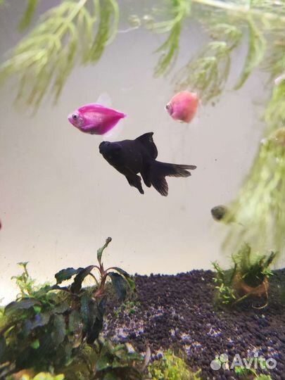 Золотая рыбка, телескоп, сом