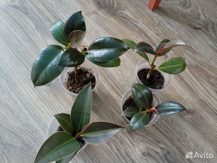 Кротон, Гибискус,Сансевиерии,Фикусы,Клеродендрум,А