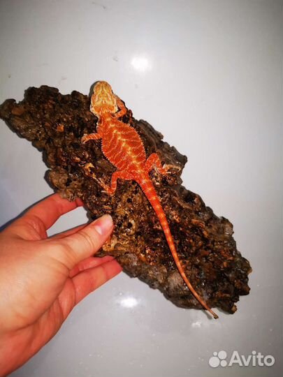 Красные бородатые агамы, рэд, малыши