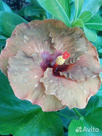 Сортовые гибискусы срез