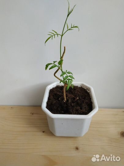 Пилея мелколистная, Жасмин Полиантовый,Сансевиерия