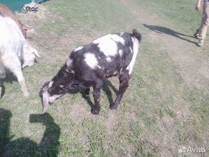 Продам коз и козлят