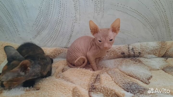 Котята донского сфинкса