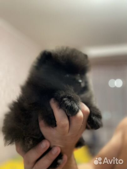 Мальчик шпиц померанец