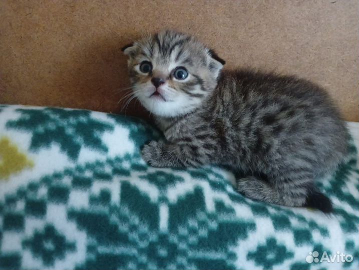 Шотландские котята