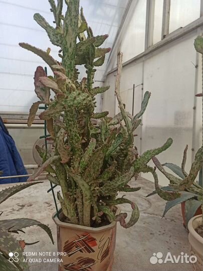 Кактусы и суккуленты