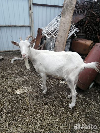 Коза дойная