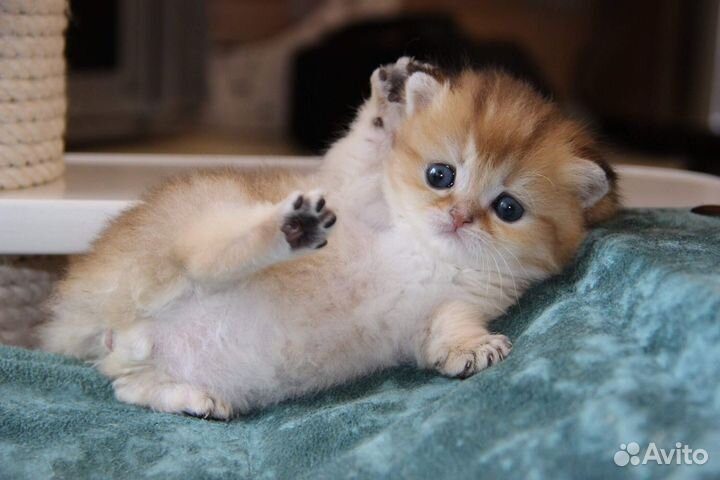 Шотландская золотая шиншилла