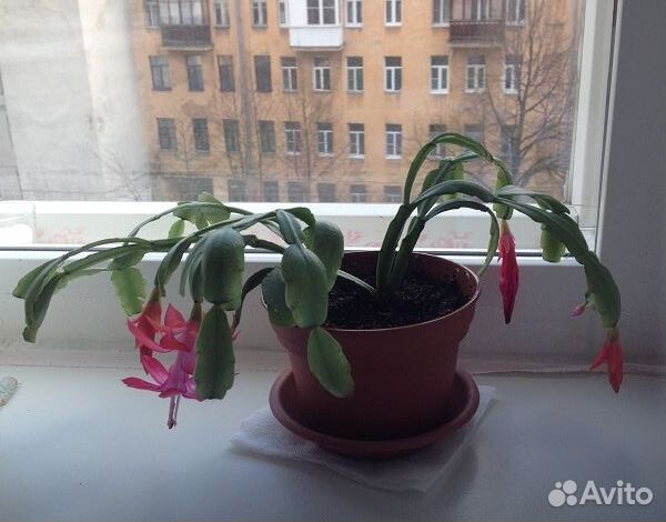 Шлюмбергера (Декабрист) укоренившийся росток