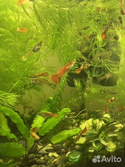 Гуппи мальки