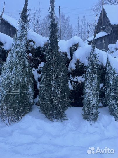 Елка новогодняя живая