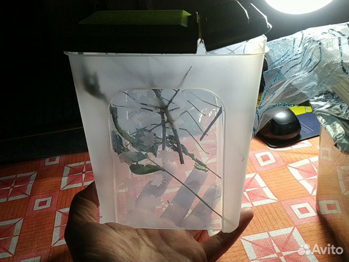 Палочники анамские подарок юному натуралисту