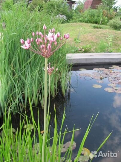 Рассада растений для пруда