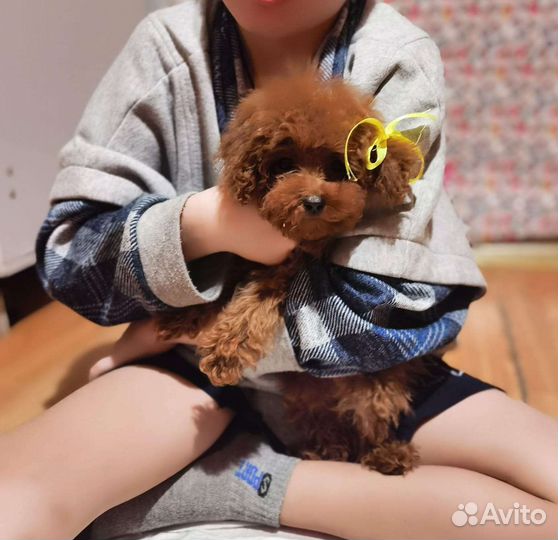 Пиппа мальтипу мини