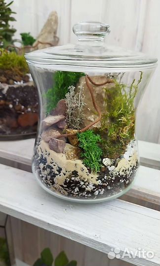 Моссариум. Флорариум с разными видами мха