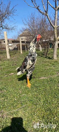 Бойцовые петухи