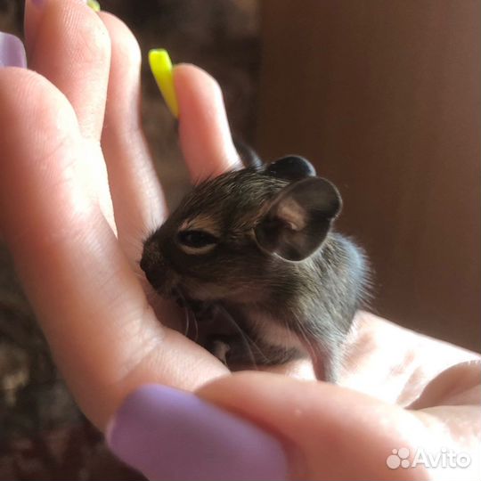 Белки дегу