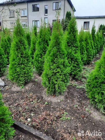 Туя смарагд 130-160см опт