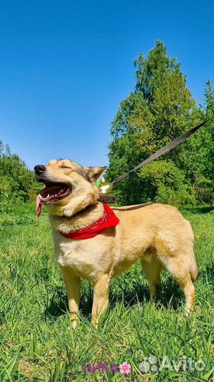 Собака в добрые руки