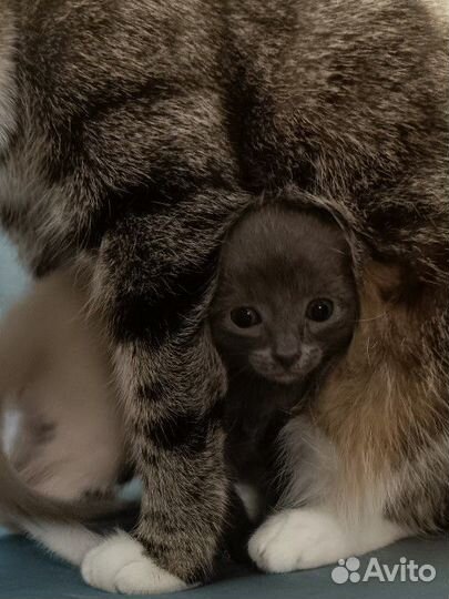 Котенок мальчик 1 мес