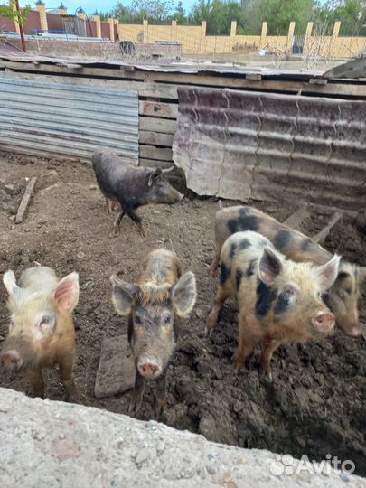 Поросята отец дикий кабан мать лондрас