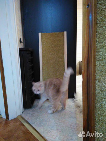 Когтеточка универсальная для кошек