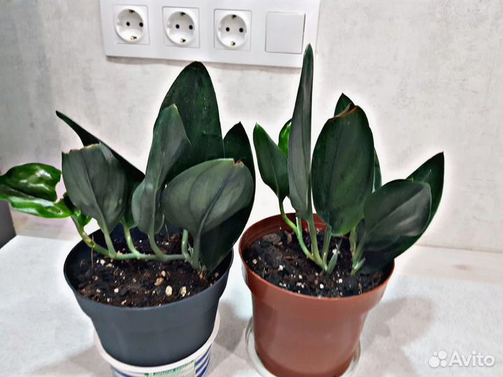 Лианы сортовые