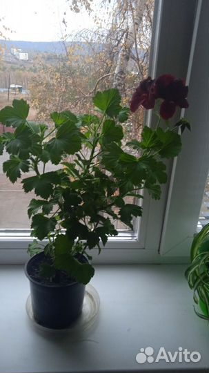 Пеларгония королевская
