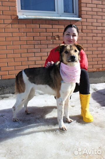 Собака в добрые руки