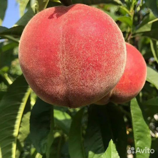 Саженцы персика