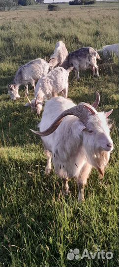 Доиние кози и козлята, мясо