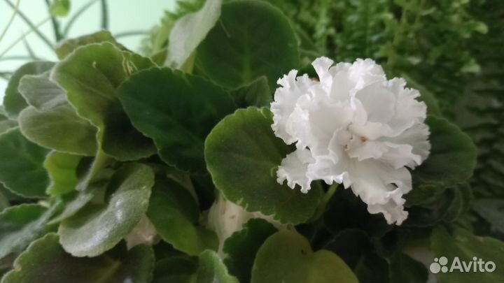 Цветы (сенполия вечноцветущая)