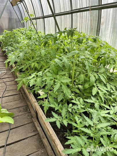 Рассада помидор