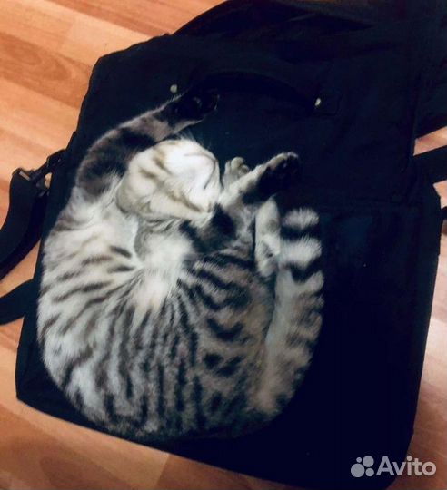 Передержка кошек, собак грызунов, птиц и др. жив-х