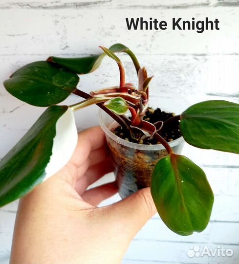 Филодендроны, Сциндапсусы укорененные