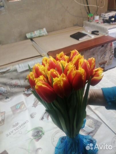 Тюльпаны оптом и луковицы оптом к 8 марта