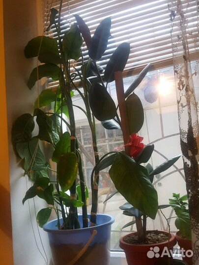 Фикус,аллое,архидея,и др