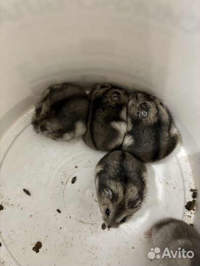 Джунгарские хомячки